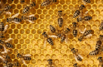 bees, fun facts about bees, bee basics, honey