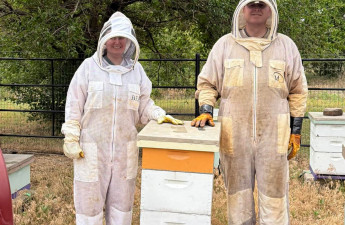 Bees, honey, shop local
