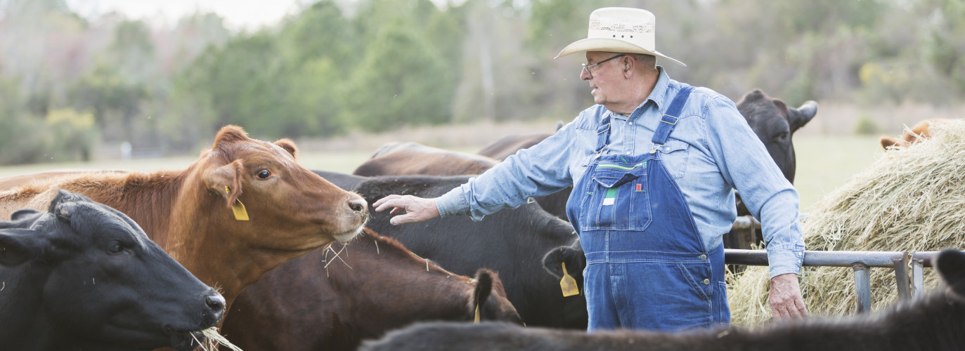 farmer_cows