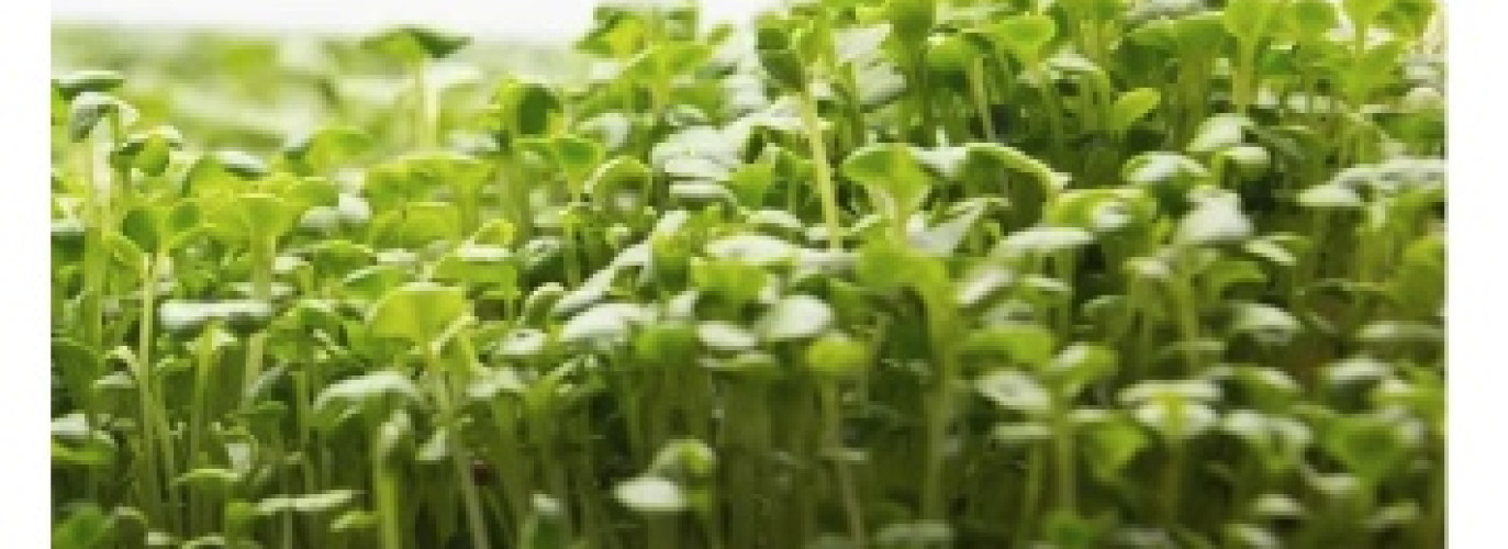 A tasty microgreen
