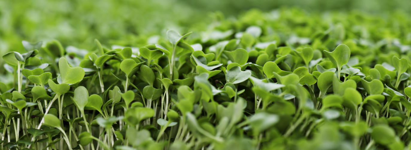 microgreens in wichita