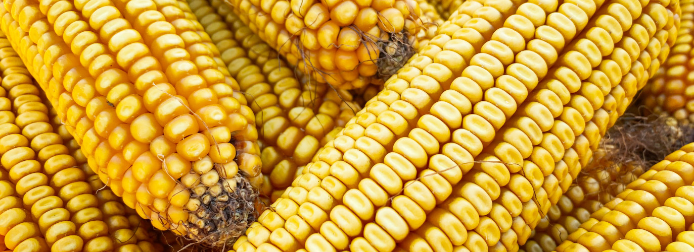 local, shop local, local food, conventional food, Kansas