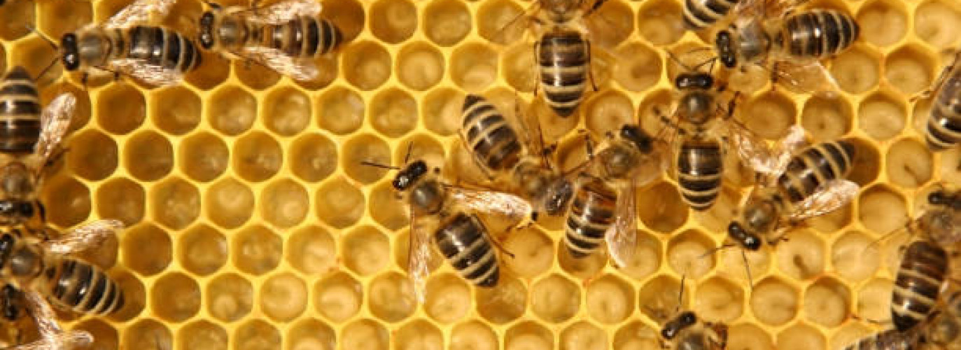bees, fun facts about bees, bee basics, honey