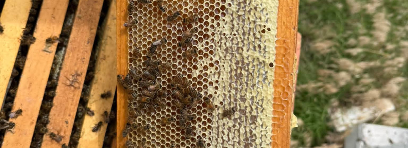 bees, honey, local farms, shop local