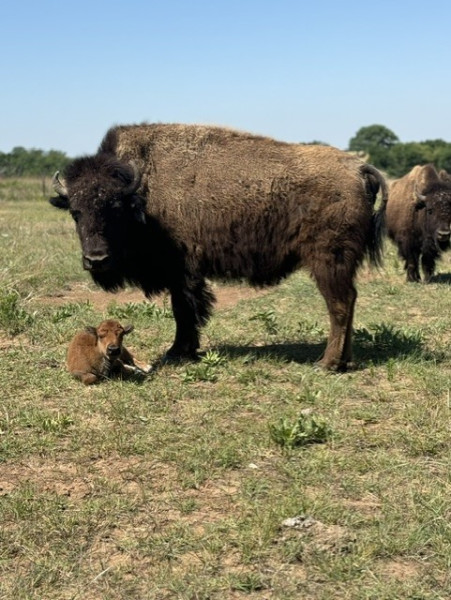 kansas bison