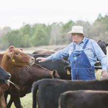 farmer_cows