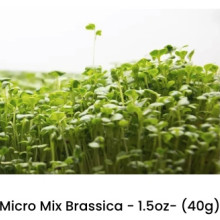 A tasty microgreen