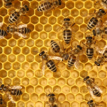 bees, fun facts about bees, bee basics, honey