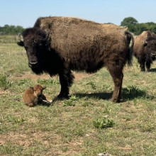 kansas bison